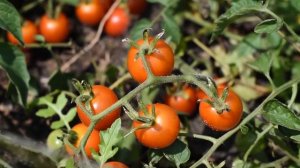 Как обычная пищевая сода помогает мне на всех этапах выращивания томатов