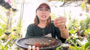 PAANO MAGPARAMI NG ANTHURIUM RAINFOREST STEP BY STEP|ANTHURIUM RAINFOREST PROPAGATION BY SEEDS