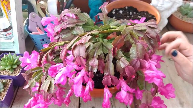 Cactus de Pascua/Cactus de Navidad: cuidados, reproducción y cultivo смотреть онлайн