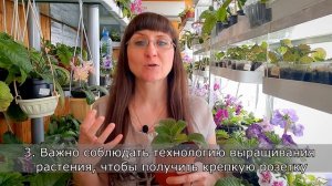 КАК получить КРУПНЫЕ цветы у глоксинии.