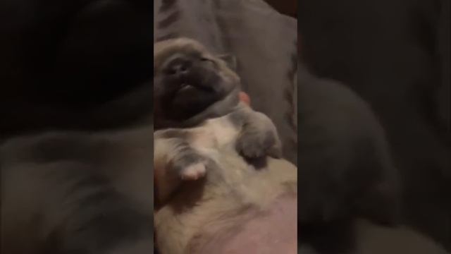 Как у собаки открываются глаза ? смотреть онлайн