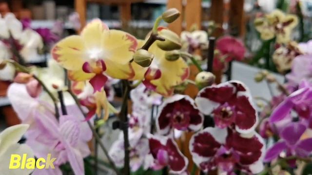 Шоу орхидей продолжается. Дикий кот, Пират Пикоти и другие орхидеи с названиями в Бауцентре. смотреть онлайн