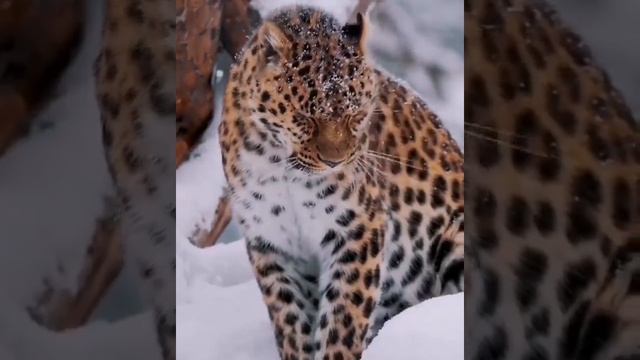 Красивейший Амурский леопард ? The most beautiful Amur leopard