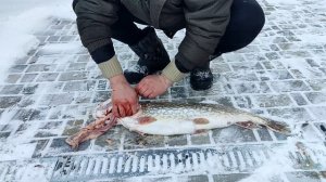 Икра щуки. Достать не разрезая брюха