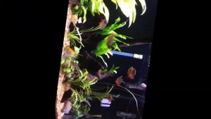 Сапфировая (колумбийская) тетра - мирная "мини пиранья"