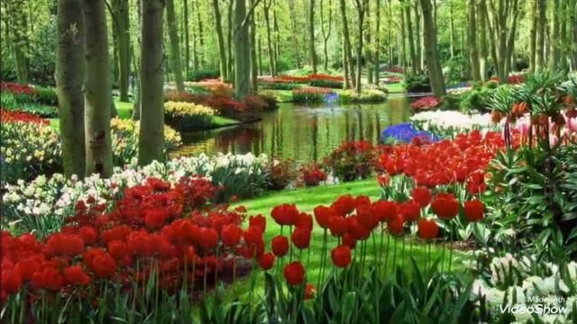 ♦️ТЮЛЬПАНОМАНИЯ- ГОЛЛАНДСКИЙ цветочный ПУЗЫРЬ ♦️