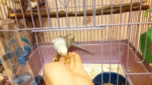 Зерновой корм для волнистых попугаев! Основной корм для попугаев!Уход за волнистыми попугаями Часть