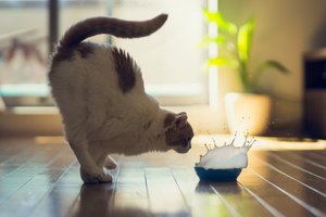 Смешные Животные, Коты, Собачки 2022, 10 минут смеха #9