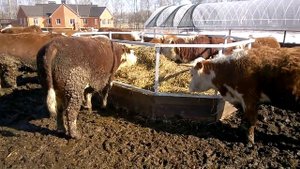 Кормушка для сена и сенажа в КФХ "Герефорд"