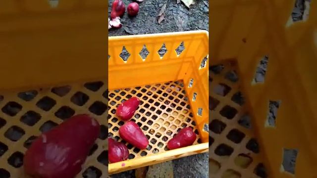 picking otaheite apple syzygium malaccense смотреть онлайн