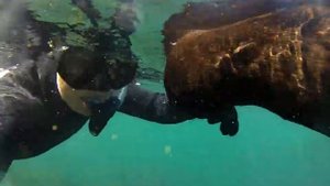 Плавание с морскими котиками Кейптаун/ Cape Town Seal Swimming