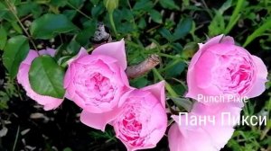 РОЗА.  ПАНЧ ПИКСИ.