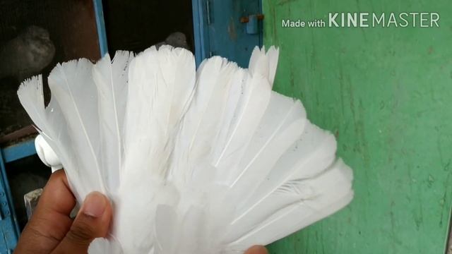 White Pigeons Collections | Different White Pigeon Breeds