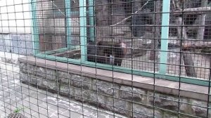 Мандрил. Mandril. Moscow Zoo