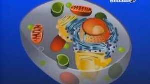 Из истории великих научных открытий  Клетки   строительный материал жизни