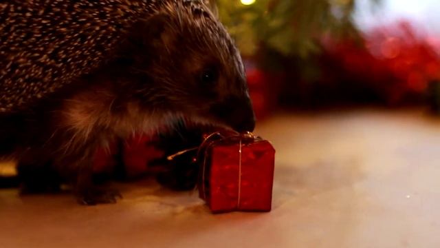 Ежик и новогодние подарки |  Hedgehog and Christmas gifts