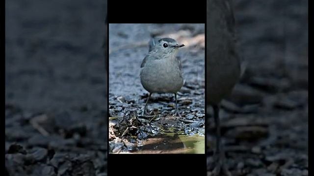 Утро l Лес l Фото природы l Звуки природы для расслабления тела и разума