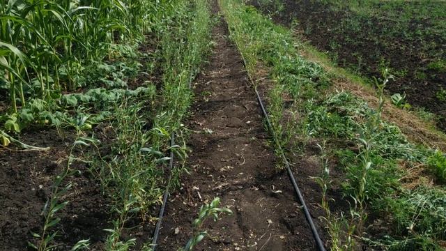 Декоративная ива "Матсудана" (продажа) смотреть онлайн