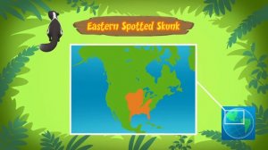 Leo The Wildlife Ranger Animal Diaries - Eastern Spotted Skunk