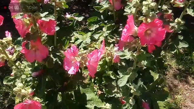 36 ЧАСОВ И ПЕЧЕНЬ, КАК НОВАЯ(СИЛЬНАЯ ЧИСТКА ПЕЧЕНИ) 3.07.2022 смотреть онлайн