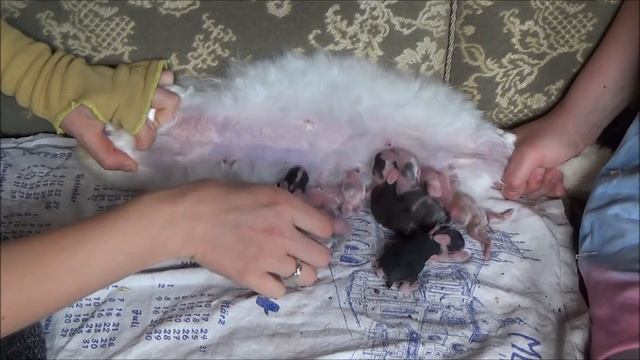 Что делать если крольчиха раскидала и не кормит крольчат! Кролики и кролиководство, крольчата смотреть онлайн