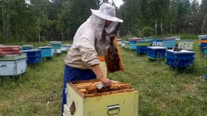 Сборный отводок на плодную матку. Пчеловодство