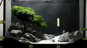 Bonsai Aquarium   Acquario Bonsai   Step by Step