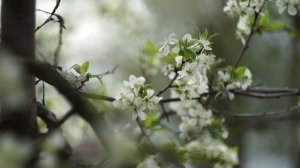 Sony Alpha SLT-A37 video test