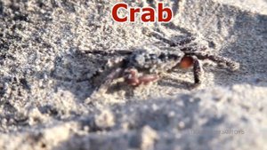 Learn Wild Zoo Animals and Sea Animals with Shark Toys For Kids