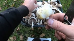 Ядовитый шамьпиньон/Шампиньон рыжеющий/Печерица желтокожая