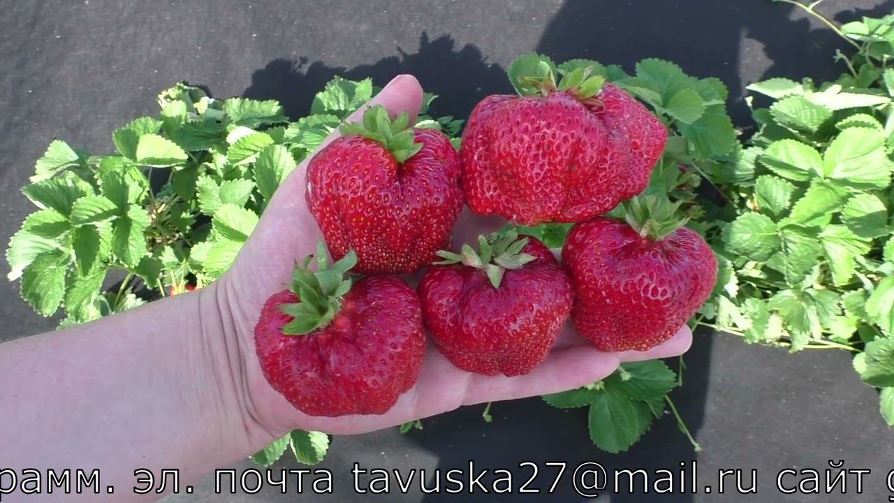 КИМБЕРЛИ ранний сорт клубники смотреть онлайн