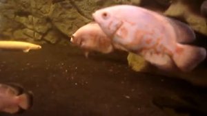 Astronotus Ocelaltus Red Marble Albino