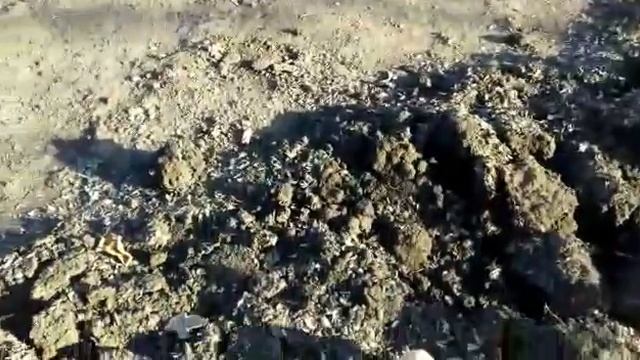 Фитофорная корневая гниль малины смотреть онлайн