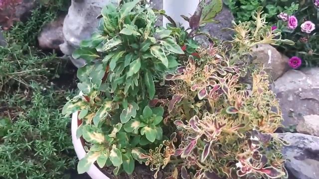 ВСТРЕЧАЙТЕ! НА КОНКУРС ЦВЕТОЧНИКОВ И ИХ УГОДИЙ ПРИСОЕДИНИЛАСЬ НАДЕЖДА ЩЕПОТИНА БЕЛГОРОДСКАЯ ОБЛАСТЬ смотреть онлайн