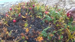 Север Сахалина  сбор ягоды  2018