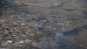 нерест кумжи р Дудка 2019