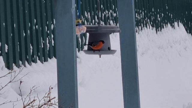 Птичий день на даче 31 января 2020 смотреть онлайн