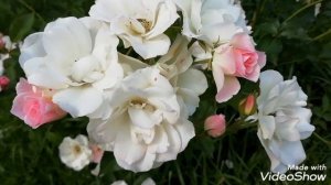 Роза Флорибунда./Роза флорибунда Тутти Фрутти.//Дача, 7.07.19