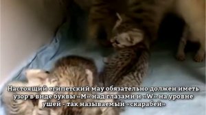 Египетская мау - интересные факты об этой породе кошек