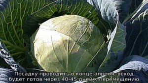 Капуста Вьюга