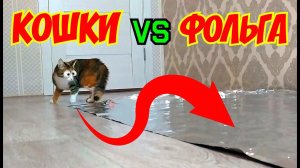 Кошки против фольги смоченной водой ! Боятся или нет ? Прикольное видео про животных !