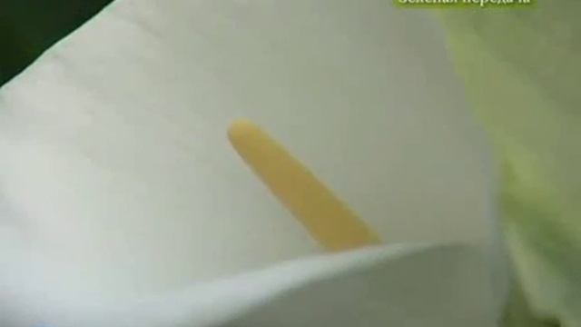 Цветы Каллы: посадка и уход