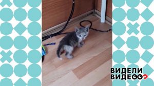 Котенок и его счастливая история. Видели видео? Фрагмент выпуска от 28.02.2021