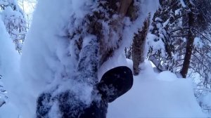 Хатка бобров зимой. Как узнать есть ли в ней бобры?