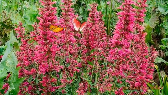 Лофант декоративный Кудос Корал (kudos-koral) ? обзор: как сажать, саженцы лофанта Кудос Корал смотреть онлайн