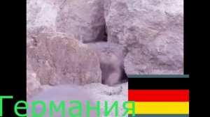 1 манул...2 манула на 10 языков мира