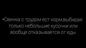 Зубы морских свинок|малокклюзия|СВИНКИ С МОРЯ