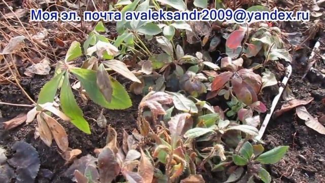 28 03 23г Рододендрон японский Сеянцы одногодки после зимы смотреть онлайн