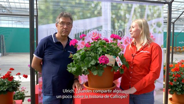 Pelargonium Calliope (es) - Syngenta Flowers смотреть онлайн