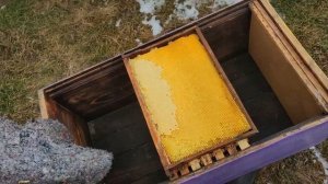 Крайняя мера подкормки пчёл как спасти пчёл зимой если нет мёда и канди ?☝️?